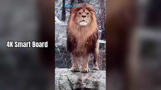 Quadro inteligente 4K para ensino e negócios